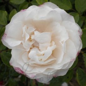 Rosa X Fortuniana (Rambling Rose)