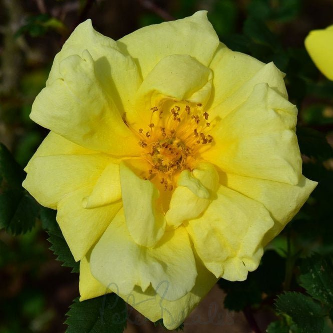 Rosa X Harisonii