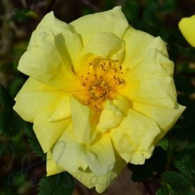 Rosa X Harisonii