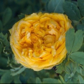 Rosa X Hemisphaerica (Shrub Rose) Bare Root Rose