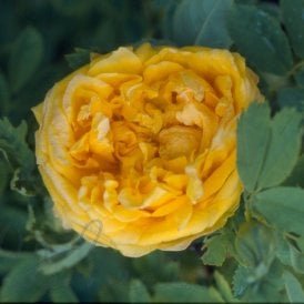Rosa X Hemisphaerica (Shrub Rose)