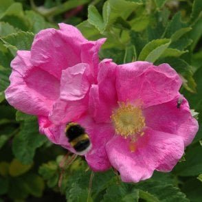 Rosa X Kamchatica (Shrub Rose) Bare Root Rose