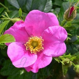 Rosa X Kochiana