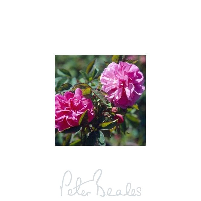 Rosa X L'Heritierana (Rambling Rose)