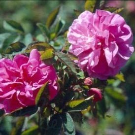 Rosa X L'Heritierana (Rambling Rose)