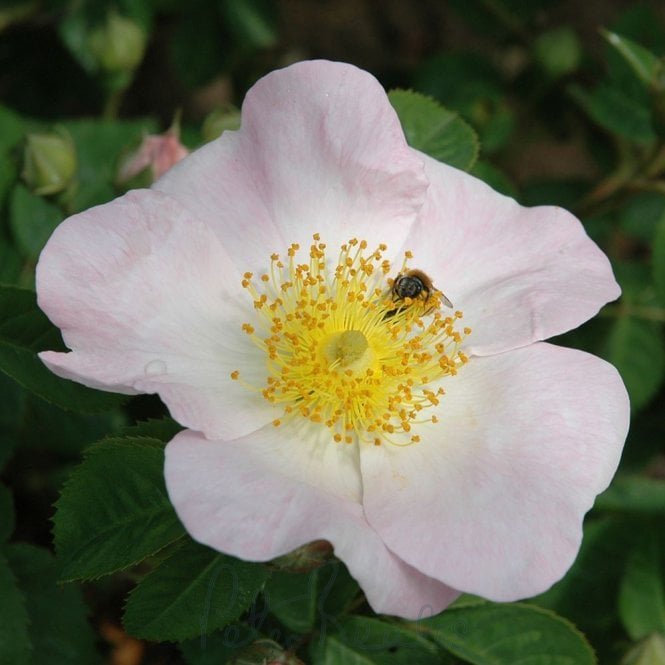 Rosa X Macrantha (Shrub Rose)
