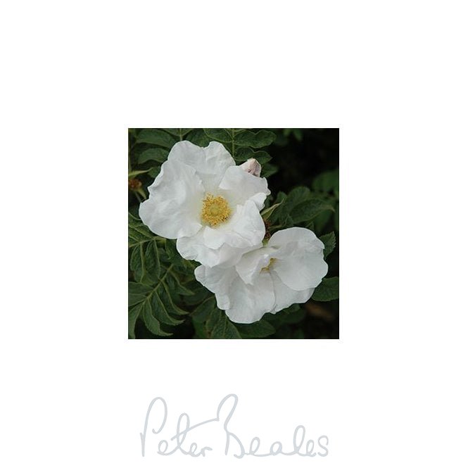 Rosa X Micrugosa Alba (Shrub Rose)