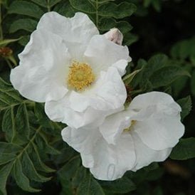 Rosa X Micrugosa Alba (Shrub Rose)