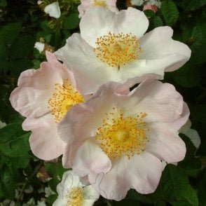 Rosa X Micrugosa (Shrub Rose) Bare Root Rose