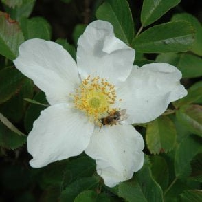 Rosa X Paulii (Shrub Rose) Bare Root Rose
