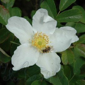 Rosa X Paulii (Shrub Rose)