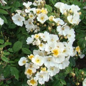 Rosalita