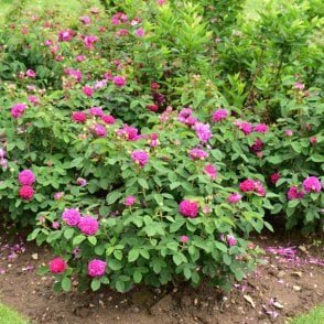 Rose De Rescht Bare Root Rose