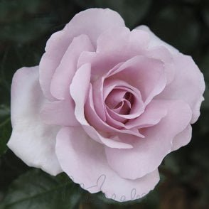 Rose Synactif By Shiseido Bare Root Rose