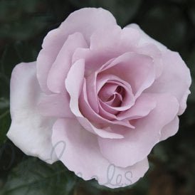 Rose Synactif By Shiseido