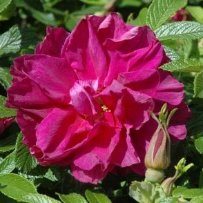 Roseraie De L'Hay Potted Rose