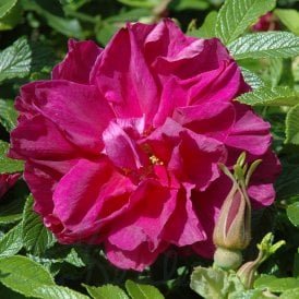 Roseraie De L'Hay