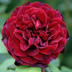 Roundelay (Climber) Potted Rose