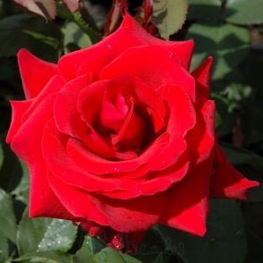 Royal William (Bush) Potted Rose