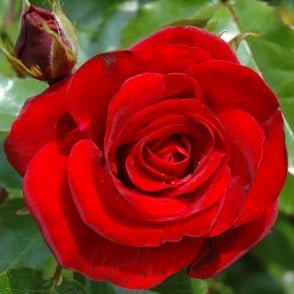 Ruby Anniversary (Standard) Potted Rose