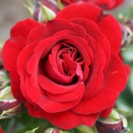 Ruby Romance (Patio Standard)