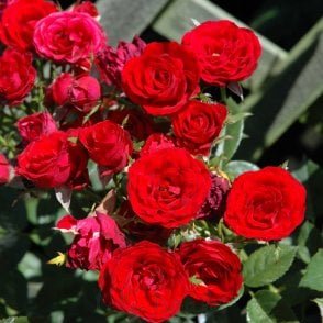Ruby Wishes Bare Root Rose