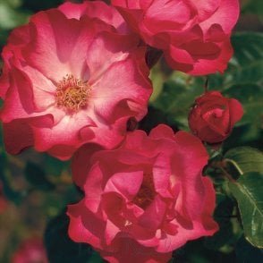 Sadler’s Wells Bare Root Rose