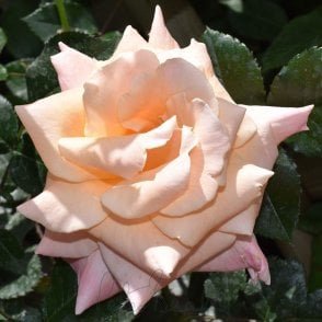 Sally's Rose Potted Rose