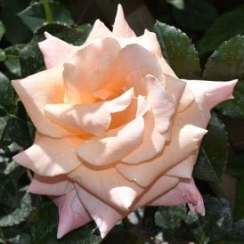 Sally's Rose