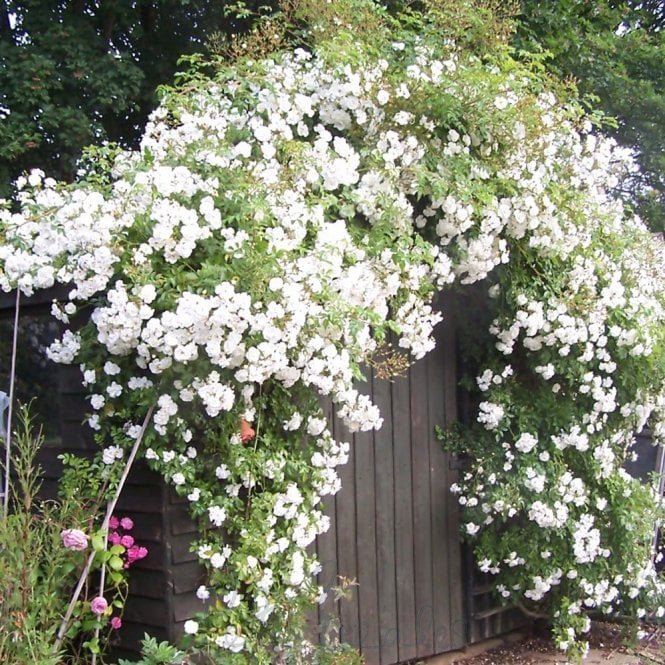 Sander's White (Rambler)
