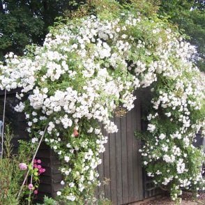 Sanders White (Rambler) Potted Rose