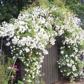 Sander's White (Rambler)