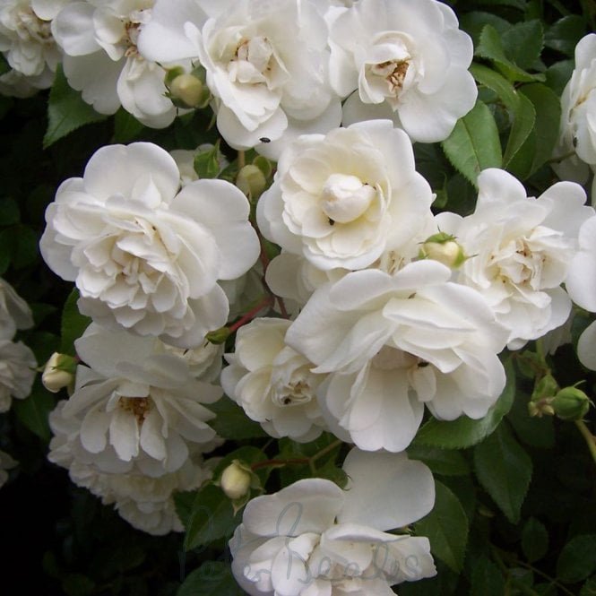 Sander's White (Weeping Standard)