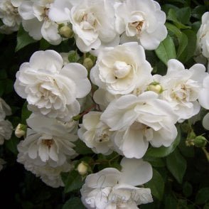 Sanders White (Weeping Standard) Bare Root Rose