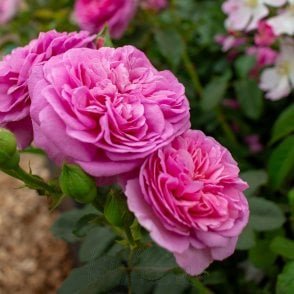 Sandringham Bare Root Rose
