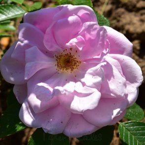 Sarah Van Fleet Bare Root Rose