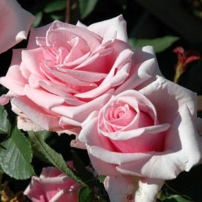 Savoy Hotel (Bush) Potted Rose