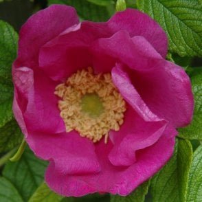 Scabrosa Potted Rose