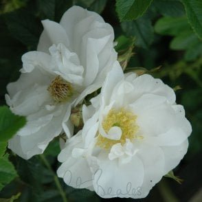 Schneezwerg Potted Rose