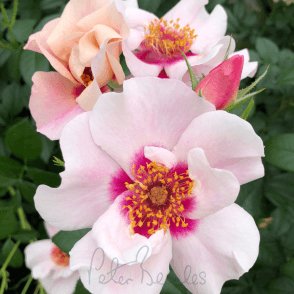 SEE YOU® in Red Potted Rose