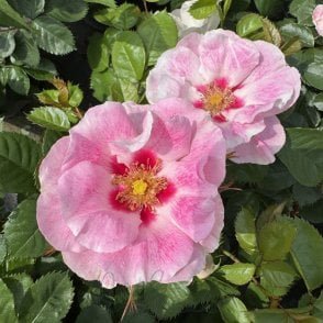 SEE YOU® in Rosé Bare Root Rose