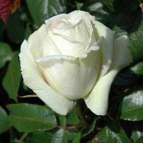 Silver Anniversary (Standard) Potted Rose