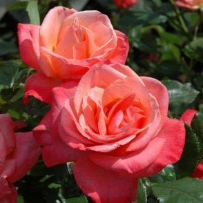 Silver Jubilee Bare Root Rose