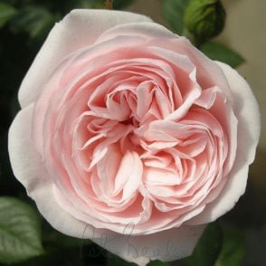 Silver Wishes Potted Rose
