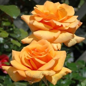 Simply The Best Potted Rose