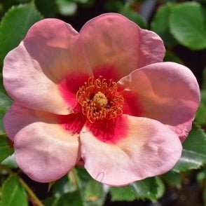 Smiling Eyes Potted Rose
