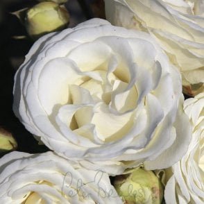 Snow Bunny Bare Root Rose