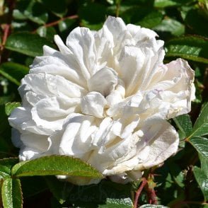 Snowdon Bare Root Rose