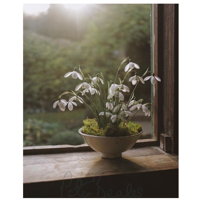 Snowdrop Workshop with Dawn