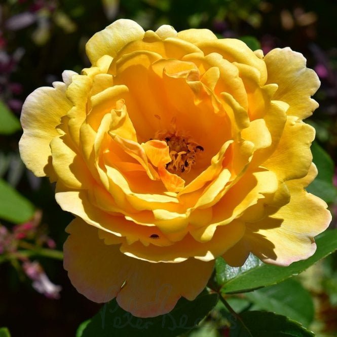Soleil Vertical